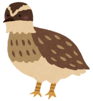 Quail (bird)