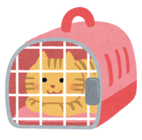 Cat in a carry cage