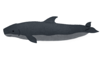 Ogawa sperm whale (whale)