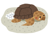 海龟产卵
