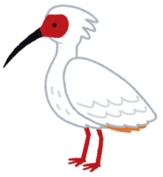 Toki (bird)