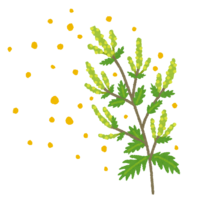 Ragweed that produces pollen