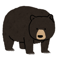 American black bear