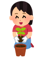 Seedling planting (pot)