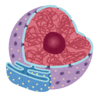 細胞核
