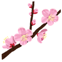 Apricot flower