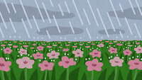 雨が降るお花畑(背景素材)