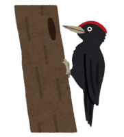 Black woodpecker