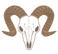 Sheep skull