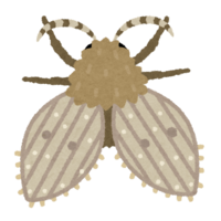 Psychodidae