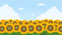 Sunflower field (background material)