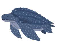 Leatherback turtle (turtle)
