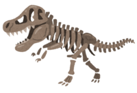恐竜の化石-骨格標本