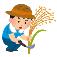 Child harvesting rice