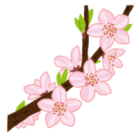 桃の開花