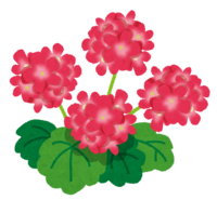 Geranium