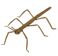 Stick insect