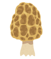 Morels