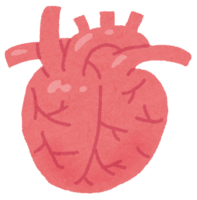 Heart (human body)