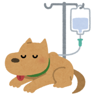 Dog receiving IV drip