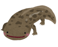 Japanese giant salamander-Oyama Shoyo