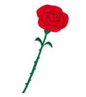Various single rose flowers