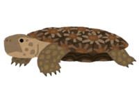 Pancake tortoise