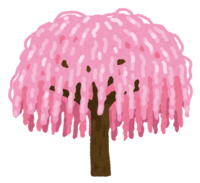 Weeping cherry tree