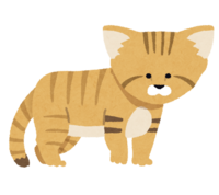 Sand cat