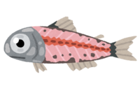 虾夷沙丁鱼