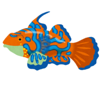 曼陀林鱼鹧鸪(热带鱼)