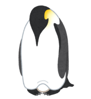 Emperor penguin that warms eggs