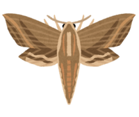 Kosuzume (moth)