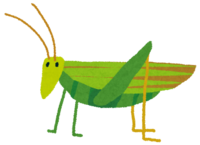 Grasshopper