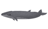 ニタリクジラ(鯨)