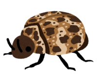 Skin beetle