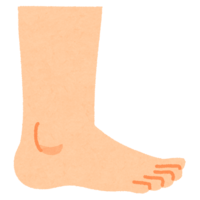 Feet seen from the side