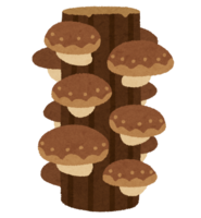 Shiitake log