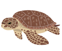 Green turtle (turtle)