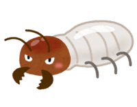 Termite