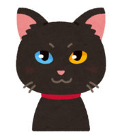 Odd-eyed black cat