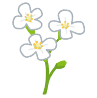 Arabidopsis thaliana (flower)