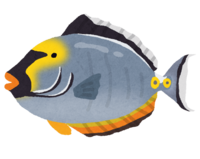 Pacific orange-spine (tropical fish)