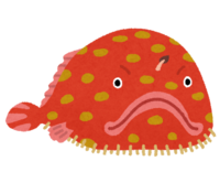 Midorifusa anglerfish