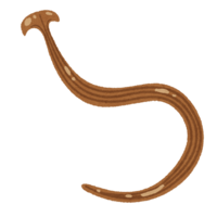 Hammerhead worm