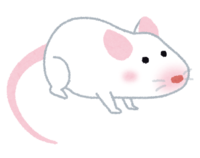 White mouse-Mice