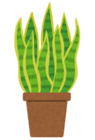 Sansevieria (houseplant)