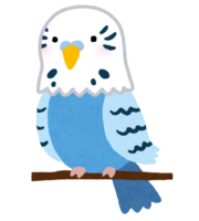 Blue parakeet