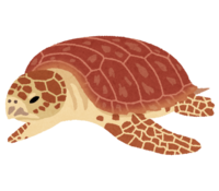 Loggerhead turtle (turtle)