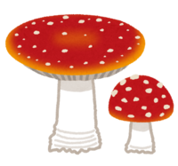 Fly agaric